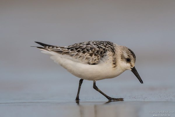 Sanderling, Calidris alba, Schnepfenvögel (Scolopacidae), Nahrungssuche im Spülsaum, Spiekeroog, Deutschland