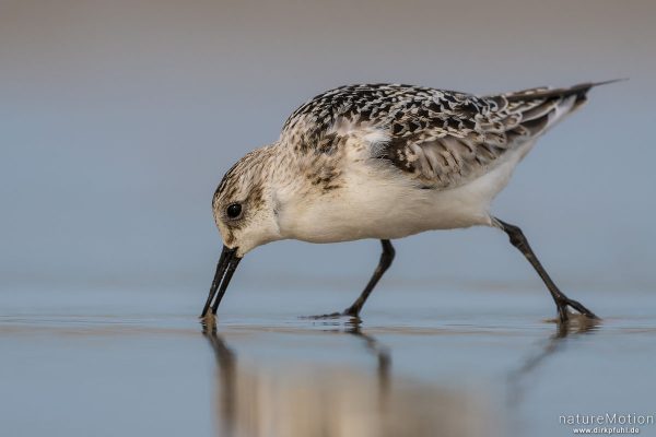 Sanderling, Calidris alba, Schnepfenvögel (Scolopacidae), Nahrungssuche im Spülsaum, Spiekeroog, Deutschland