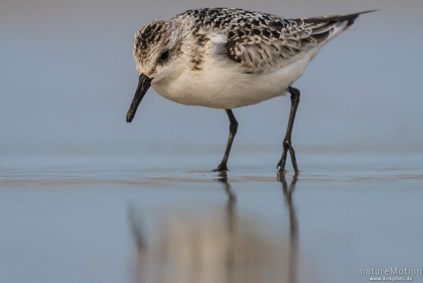 Sanderling, Calidris alba, Schnepfenvögel (Scolopacidae), Nahrungssuche im Spülsaum, Spiekeroog, Deutschland