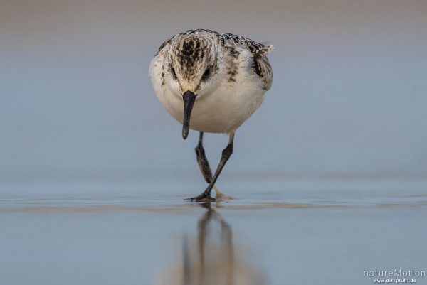 Sanderling, Calidris alba, Schnepfenvögel (Scolopacidae), Nahrungssuche im Spülsaum, Spiekeroog, Deutschland