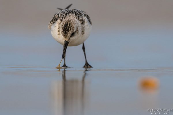 Sanderling, Calidris alba, Schnepfenvögel (Scolopacidae), Nahrungssuche im Spülsaum, erbeutet Kotpillenwurm (Heteromastus filiformis), Spiekeroog, Deutschland