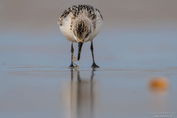 Sanderling, Calidris alba, Schnepfenvögel (Scolopacidae), Nahrungssuche im Spülsaum, erbeutet Kotpillenwurm (Heteromastus filiformis), Spiekeroog, Deutschland