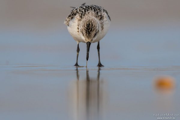 Sanderling, Calidris alba, Schnepfenvögel (Scolopacidae), Nahrungssuche im Spülsaum, erbeutet Kotpillenwurm (Heteromastus filiformis), Spiekeroog, Deutschland