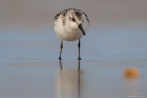 Sanderling, Calidris alba, Schnepfenvögel (Scolopacidae), Nahrungssuche im Spülsaum, Spiekeroog, Deutschland