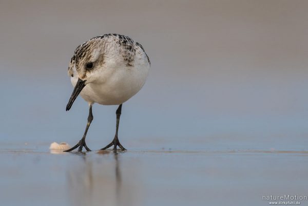 Sanderling, Calidris alba, Schnepfenvögel (Scolopacidae), Nahrungssuche im Spülsaum, Spiekeroog, Deutschland