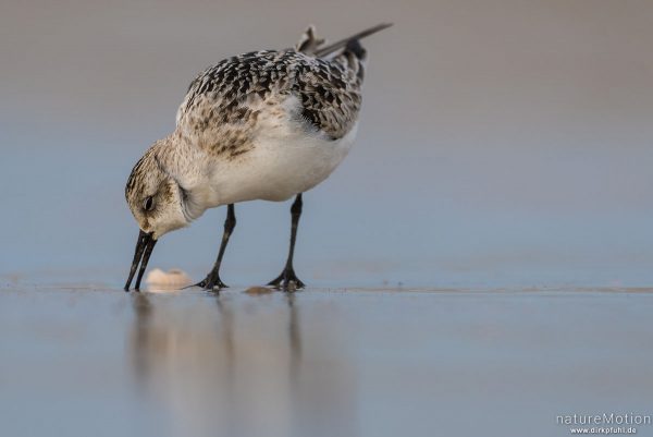 Sanderling, Calidris alba, Schnepfenvögel (Scolopacidae), Nahrungssuche im Spülsaum, Spiekeroog, Deutschland