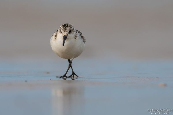 Sanderling, Calidris alba, Schnepfenvögel (Scolopacidae), Nahrungssuche im Spülsaum, Spiekeroog, Deutschland