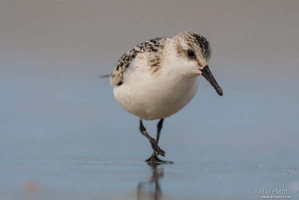 Sanderling, Calidris alba, Schnepfenvögel (Scolopacidae), Nahrungssuche im Spülsaum, Spiekeroog, Deutschland