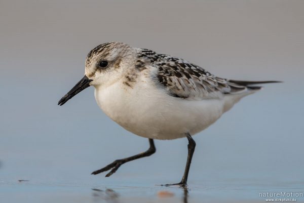 Sanderling, Calidris alba, Schnepfenvögel (Scolopacidae), Nahrungssuche im Spülsaum, Spiekeroog, Deutschland