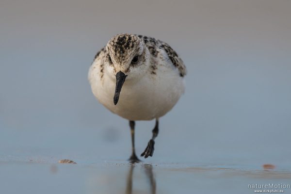 Sanderling, Calidris alba, Schnepfenvögel (Scolopacidae), Nahrungssuche im Spülsaum, Spiekeroog, Deutschland