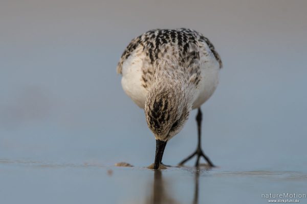 Sanderling, Calidris alba, Schnepfenvögel (Scolopacidae), Nahrungssuche im Spülsaum, Spiekeroog, Deutschland