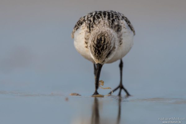 Sanderling, Calidris alba, Schnepfenvögel (Scolopacidae), Nahrungssuche im Spülsaum, erbeutet Kotpillenwurm (Heteromastus filiformis), Spiekeroog, Deutschland