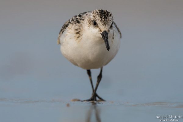 Sanderling, Calidris alba, Schnepfenvögel (Scolopacidae), Nahrungssuche im Spülsaum, Spiekeroog, Deutschland