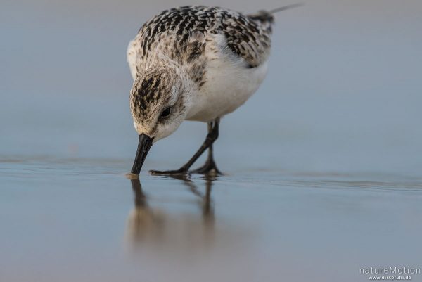 Sanderling, Calidris alba, Schnepfenvögel (Scolopacidae), Nahrungssuche im Spülsaum, Spiekeroog, Deutschland