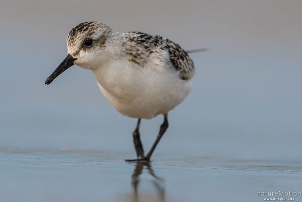 Sanderling, Calidris alba, Schnepfenvögel (Scolopacidae), Nahrungssuche im Spülsaum, Spiekeroog, Deutschland