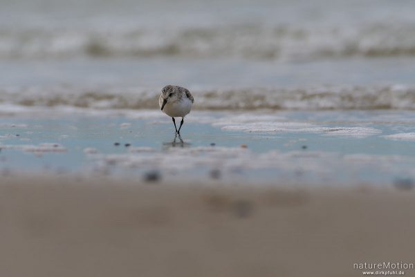 Sanderling, Calidris alba, Schnepfenvögel (Scolopacidae), Nahrungssuche im Spülsaum, Spiekeroog, Deutschland