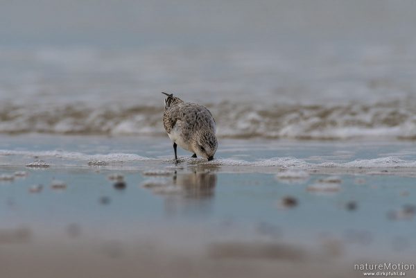 Sanderling, Calidris alba, Schnepfenvögel (Scolopacidae), Nahrungssuche im Spülsaum, Spiekeroog, Deutschland