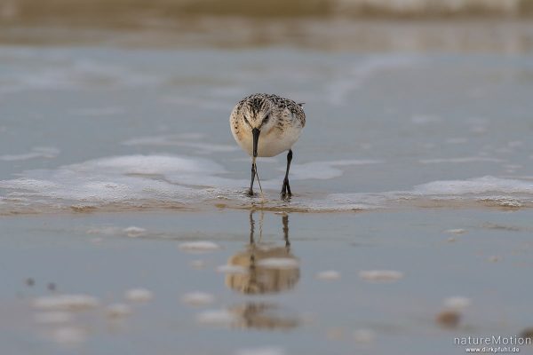 Sanderling, Calidris alba, Schnepfenvögel (Scolopacidae), Nahrungssuche im Spülsaum, erbeutet Kotpillenwurm (Heteromastus filiformis), Spiekeroog, Deutschland