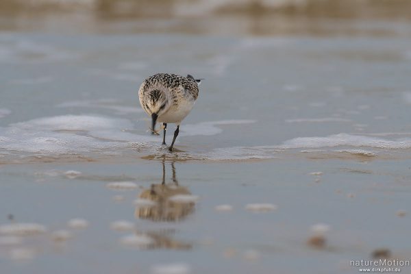 Sanderling, Calidris alba, Schnepfenvögel (Scolopacidae), Nahrungssuche im Spülsaum, erbeutet Kotpillenwurm (Heteromastus filiformis), Spiekeroog, Deutschland