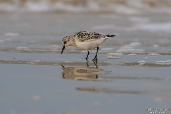 Sanderling, Calidris alba, Schnepfenvögel (Scolopacidae), Nahrungssuche im Spülsaum, Spiekeroog, Deutschland