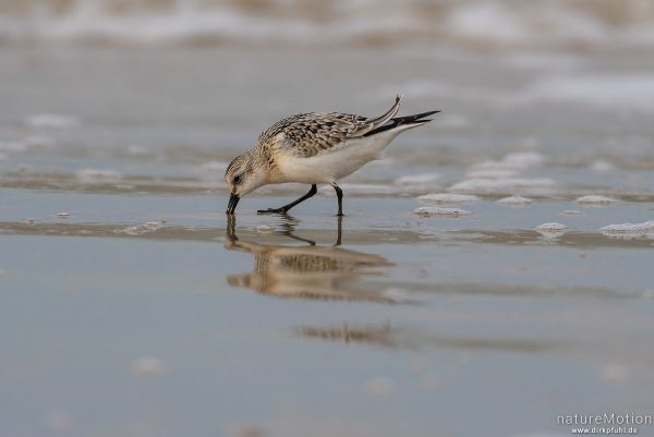 Sanderling, Calidris alba, Schnepfenvögel (Scolopacidae), Nahrungssuche im Spülsaum, Spiekeroog, Deutschland