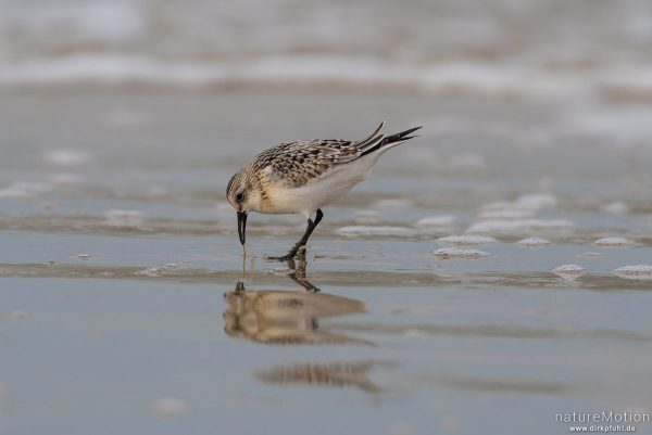 Sanderling, Calidris alba, Schnepfenvögel (Scolopacidae), Nahrungssuche im Spülsaum, erbeutet Kotpillenwurm (Heteromastus filiformis), Spiekeroog, Deutschland