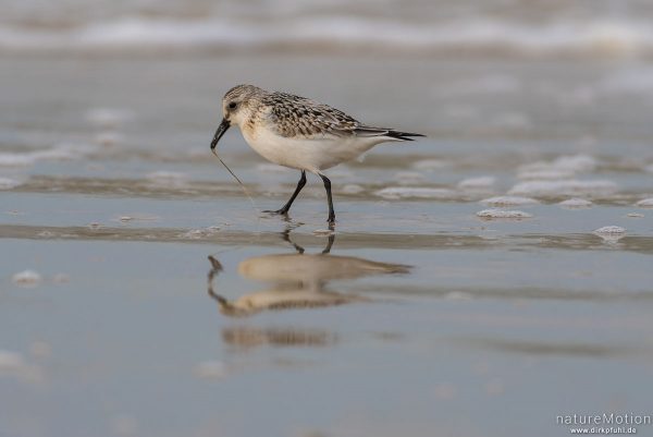 Sanderling, Calidris alba, Schnepfenvögel (Scolopacidae), Nahrungssuche im Spülsaum, erbeutet Kotpillenwurm (Heteromastus filiformis), Spiekeroog, Deutschland