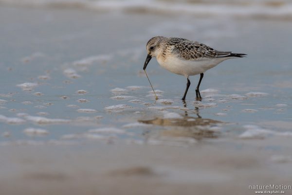 Sanderling, Calidris alba, Schnepfenvögel (Scolopacidae), Nahrungssuche im Spülsaum, erbeutet Kotpillenwurm (Heteromastus filiformis), Spiekeroog, Deutschland