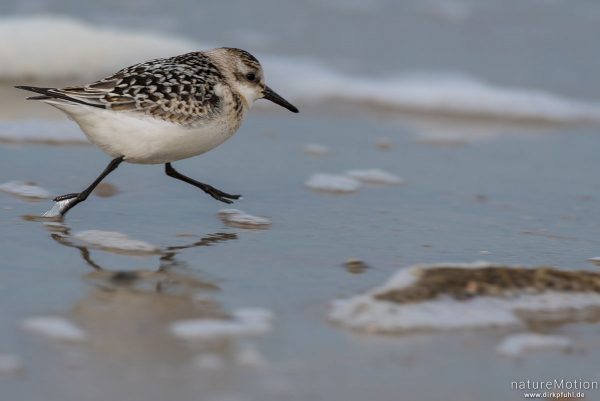 Sanderling, Calidris alba, Schnepfenvögel (Scolopacidae), Nahrungssuche im Spülsaum, Spiekeroog, Deutschland