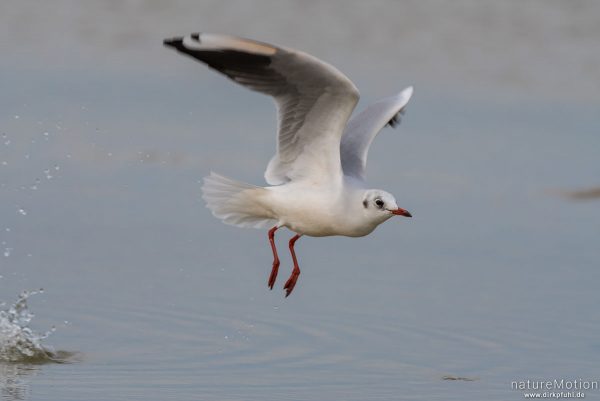 Lachmöwe, Larus ridibundus, Laridae, Winterkleid, startet gerade aus Priel, Spiekeroog, Deutschland