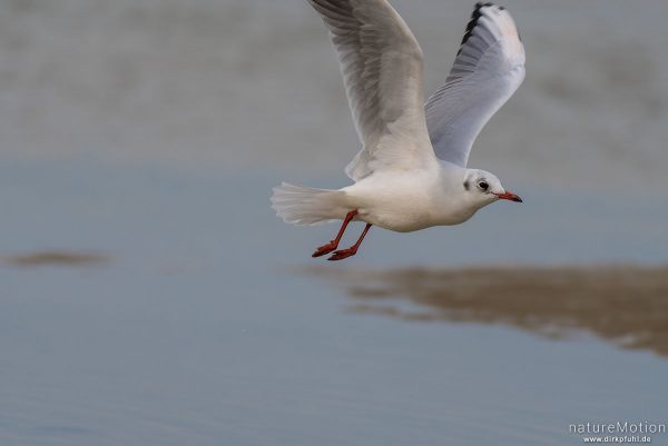 Lachmöwe, Larus ridibundus, Laridae, Winterkleid, startet gerade aus Priel, Spiekeroog, Deutschland