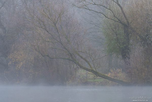Ufergehölze, Nebelstimmung am Göttinger Kiessee, Göttingen, Deutschland