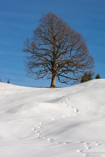 Berg-Ahorn, Acer pseudoplatanus, Aceraceae, einzeln stehender Baum im Schnee, Hochlaite, Oberstdorf, Deutschland