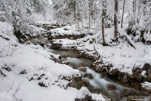 Bergbach im Winterwald, Oybach-Tal, Oberstdorf, Deutschland