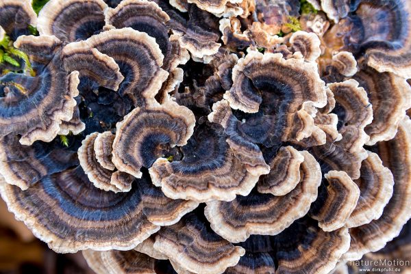 Schmetterlings-Tramete, Trametes versicolor, Coriolus versicolor, Polyporus versicolor, 	Stielporlingsverwandte (Polyporaceae), Fruchtkörper am Baumstumpf einer Rot-Buche, Göttinger Wald, Göttingen, Deutschland