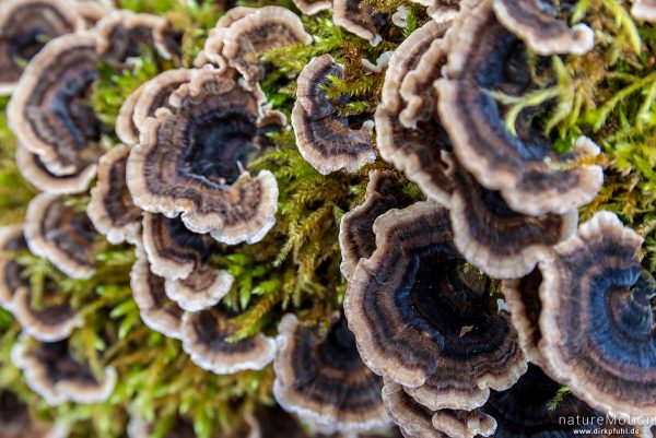 Schmetterlings-Tramete, Trametes versicolor, Coriolus versicolor, Polyporus versicolor, 	Stielporlingsverwandte (Polyporaceae), Fruchtkörper am Baumstumpf einer Rot-Buche, Göttinger Wald, Göttingen, Deutschland