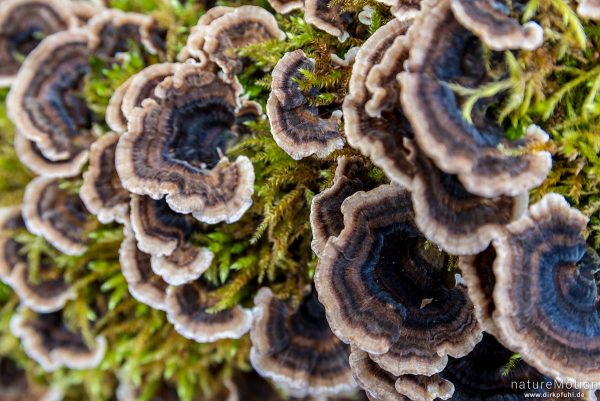 Schmetterlings-Tramete, Trametes versicolor, Coriolus versicolor, Polyporus versicolor, 	Stielporlingsverwandte (Polyporaceae), Fruchtkörper am Baumstumpf einer Rot-Buche, Göttinger Wald, Göttingen, Deutschland