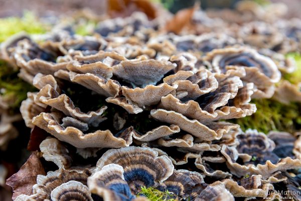 Schmetterlings-Tramete, Trametes versicolor, Coriolus versicolor, Polyporus versicolor, 	Stielporlingsverwandte (Polyporaceae), Fruchtkörper am Baumstumpf einer Rot-Buche, Göttinger Wald, Göttingen, Deutschland