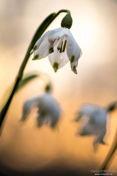 Märzenbecher, Leucojum vernum, Amaryllidaceae, Blüten im Gegenlicht, Westerberg, Göttingen, Deutschland