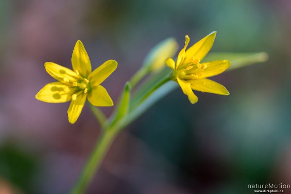 Wald-Gelbstern, Gagea lutea, 	Liliengewächse (Liliaceae), blühende Pflanze, Westerberg, Göttingen, Deutschland