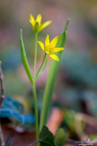 Wald-Gelbstern, Gagea lutea, 	Liliengewächse (Liliaceae), blühende Pflanze, Westerberg, Göttingen, Deutschland