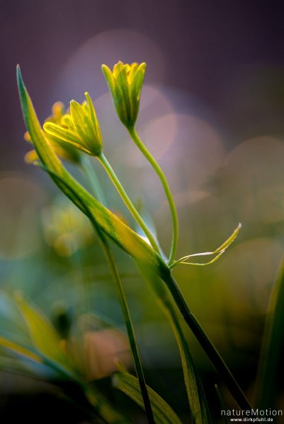 Wald-Gelbstern, Gagea lutea, 	Liliengewächse (Liliaceae), blühende Pflanze, Westerberg, Göttingen, Deutschland