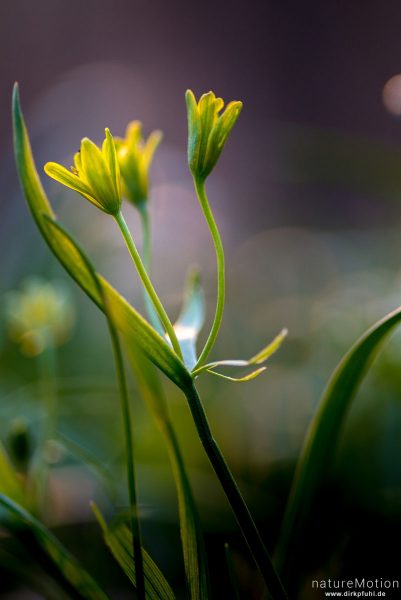 Wald-Gelbstern, Gagea lutea, 	Liliengewächse (Liliaceae), blühende Pflanze, Westerberg, Göttingen, Deutschland