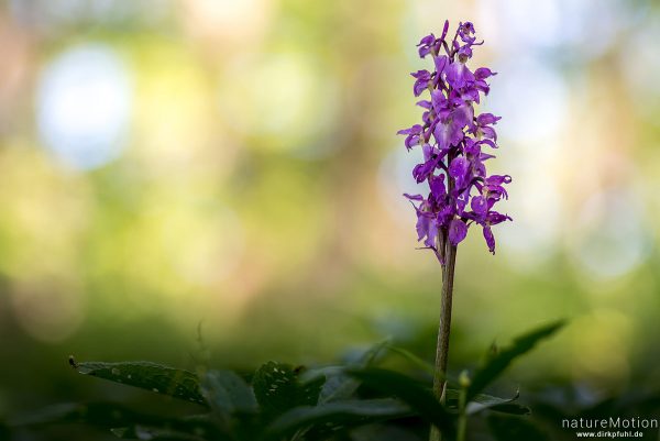 Stattliches Knabenkraut, Orchis mascula, Orchidaceae, blühende Pflanze, Westerberg, Göttingen, Deutschland