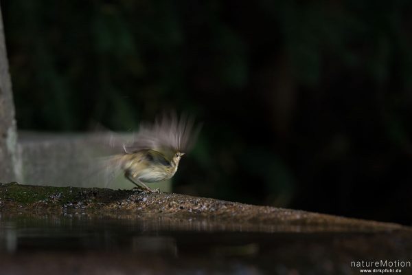 Fitis, Phylloscopus trochilus, 	Laubsängerartige (Phylloscopidae), Tier an Badestelle, fliegt ab, Stadtfriedhof, Göttingen, Deutschland