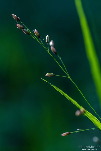 Einblütiges Perlgras, Melica uniflora, Süßgräser (Poaceae), Rispe, Westerberg, Göttingen, Deutschland