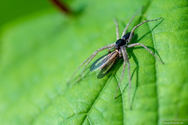 Laufspinne (Gattung), Philodromus dispar, 	Laufspinnen (Philodromidae), Männchen mit Beute, Westerberg, Göttingen, Deutschland