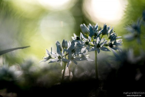 Bärlauch, Allium ursinum, Liliaceae, blühende Pflanzen, Westerberg, Göttingen, Deutschland