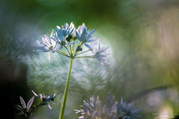 Bärlauch, Allium ursinum, Liliaceae, blühende Pflanzen, Westerberg, Göttingen, Deutschland