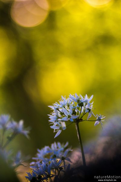 Bärlauch, Allium ursinum, Liliaceae, blühende Pflanzen, Westerberg, Göttingen, Deutschland